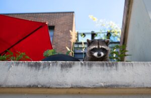 The Trouble Raccoons Can Cause